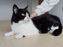 MOLINA, Katze, Europäisch Kurzhaar in Spanien - Bild 7