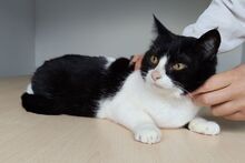 MOLINA, Katze, Europäisch Kurzhaar in Spanien - Bild 8