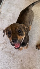 MAURA, Hund, Mischlingshund in Bulgarien - Bild 1