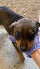 MAURA, Hund, Mischlingshund in Bulgarien - Bild 2