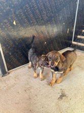 MAURA, Hund, Mischlingshund in Bulgarien - Bild 3