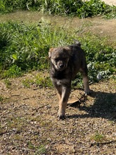 ERIN, Hund, Mischlingshund in Bulgarien - Bild 2