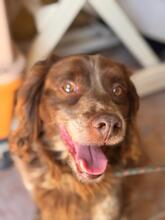CHISPA, Hund, Epagneul Breton in Spanien - Bild 1