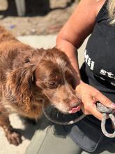 CHISPA, Hund, Epagneul Breton in Spanien - Bild 3