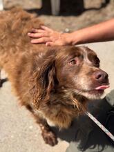 CHISPA, Hund, Epagneul Breton in Spanien - Bild 4