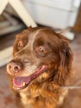 CHISPA, Hund, Epagneul Breton in Spanien - Bild 5