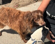 CHISPA, Hund, Epagneul Breton in Spanien - Bild 6