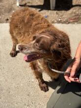 CHISPA, Hund, Epagneul Breton in Spanien - Bild 7