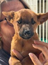 NAVEEN, Hund, Malinois-Podenco-Mix in Spanien - Bild 1