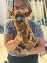 NAVEEN, Hund, Malinois-Podenco-Mix in Spanien - Bild 2