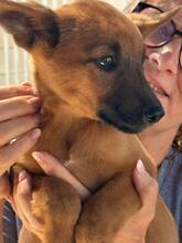 NAVEEN, Hund, Malinois-Podenco-Mix in Spanien - Bild 3