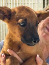 NAVEEN, Hund, Malinois-Podenco-Mix in Spanien - Bild 4