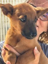 NAVEEN, Hund, Malinois-Podenco-Mix in Spanien - Bild 8