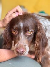 PLUMA, Hund, Epagneul Breton in Spanien - Bild 1