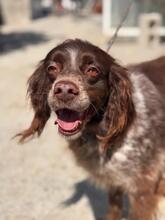 PLUMA, Hund, Epagneul Breton in Spanien - Bild 2