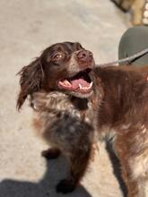 PLUMA, Hund, Epagneul Breton in Spanien - Bild 3