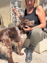 PLUMA, Hund, Epagneul Breton in Spanien - Bild 4