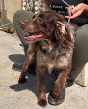 PLUMA, Hund, Epagneul Breton in Spanien - Bild 5