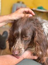 PLUMA, Hund, Epagneul Breton in Spanien - Bild 7
