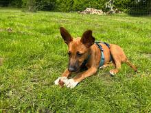 FLYNN, Hund, Malinois-Podenco-Mix in Barsinghausen