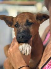 FLYNN, Hund, Malinois-Podenco-Mix in Barsinghausen - Bild 10