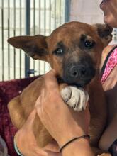 FLYNN, Hund, Malinois-Podenco-Mix in Barsinghausen - Bild 11