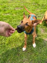 FLYNN, Hund, Malinois-Podenco-Mix in Barsinghausen - Bild 2
