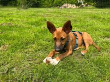 FLYNN, Hund, Malinois-Podenco-Mix in Barsinghausen - Bild 3
