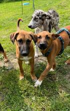 FLYNN, Hund, Malinois-Podenco-Mix in Barsinghausen - Bild 4