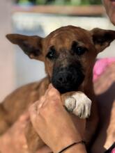 FLYNN, Hund, Malinois-Podenco-Mix in Barsinghausen - Bild 5
