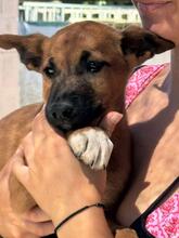 FLYNN, Hund, Malinois-Podenco-Mix in Barsinghausen - Bild 6