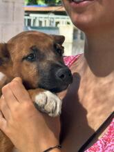FLYNN, Hund, Malinois-Podenco-Mix in Barsinghausen - Bild 7