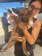 FLYNN, Hund, Malinois-Podenco-Mix in Barsinghausen - Bild 8
