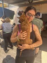 FLYNN, Hund, Malinois-Podenco-Mix in Barsinghausen - Bild 9