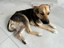 EMMA, Hund, Deutscher Schäferhund-Mix in Rumänien - Bild 1