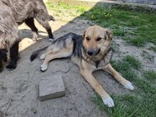 EMMA, Hund, Deutscher Schäferhund-Mix in Rumänien - Bild 2