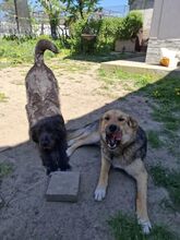 EMMA, Hund, Deutscher Schäferhund-Mix in Rumänien - Bild 3