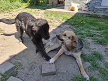 EMMA, Hund, Deutscher Schäferhund-Mix in Rumänien - Bild 4