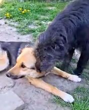 EMMA, Hund, Deutscher Schäferhund-Mix in Rumänien - Bild 5