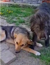 EMMA, Hund, Deutscher Schäferhund-Mix in Rumänien - Bild 6