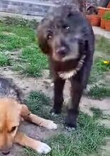 EMMA, Hund, Deutscher Schäferhund-Mix in Rumänien - Bild 7