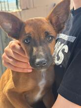 ESMERALDA, Hund, Malinois-Podenco-Mix in Spanien - Bild 1