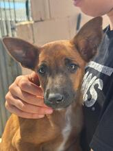 ESMERALDA, Hund, Malinois-Podenco-Mix in Spanien - Bild 2