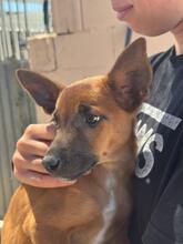ESMERALDA, Hund, Malinois-Podenco-Mix in Spanien - Bild 4