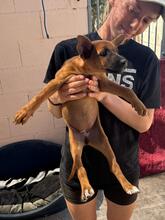 ESMERALDA, Hund, Malinois-Podenco-Mix in Spanien - Bild 5