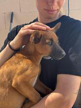 ESMERALDA, Hund, Malinois-Podenco-Mix in Spanien - Bild 6