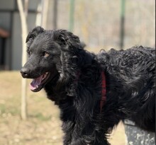 PECORINO, Hund, Mischlingshund in Rumänien - Bild 1
