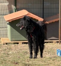 PECORINO, Hund, Mischlingshund in Rumänien - Bild 2