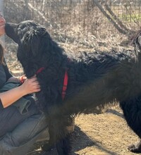 PECORINO, Hund, Mischlingshund in Rumänien - Bild 3