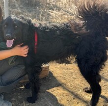 PECORINO, Hund, Mischlingshund in Rumänien - Bild 4